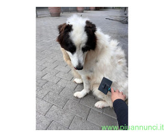 In regalo CANE METICCIO