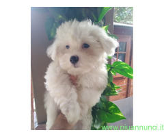 Maltipoo nano maschietto