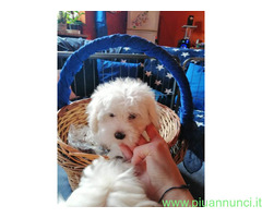Maltipoo nano maschietto