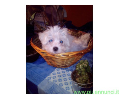Maltipoo nano maschietto