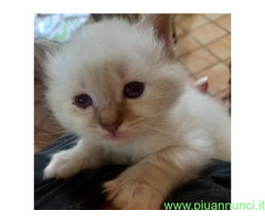 Gatto Sacro di Birmania