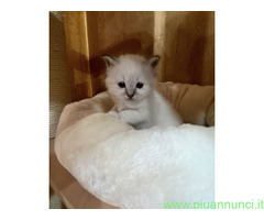 Gatto Sacro di Birmania