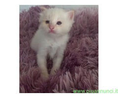 Gatto Sacro di Birmania