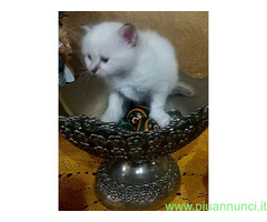 Gatto Sacro di Birmania
