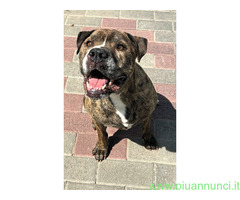 In regalo CANE METICCIO