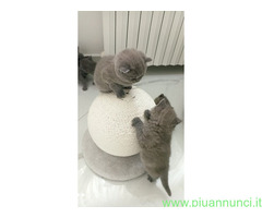 Gattini British shorthair