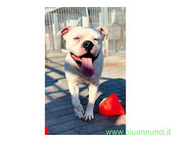 In regalo CANE AMERICAN BULLDOG