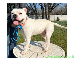 In regalo CANE AMERICAN BULLDOG