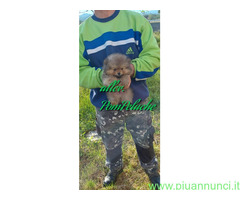 CUCCIOLINO POMERANIA NANO