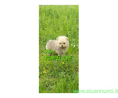 CUCCIOLINO POMERANIA NANO