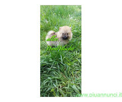 CUCCIOLINO POMERANIA NANO