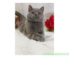British Shorthair femmina