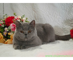 British Shorthair femmina