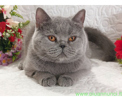 British Shorthair femmina
