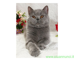 British Shorthair femmina