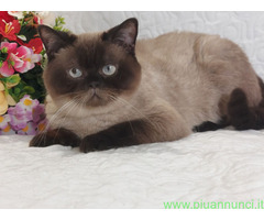 British Shorthair ENFI