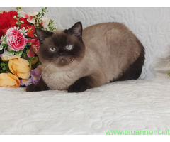 British Shorthair ENFI