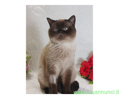 British Shorthair Point
