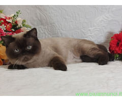 British Shorthair Point