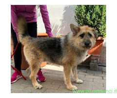 In regalo CANE METICCIO