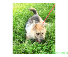 In regalo CANE METICCIO