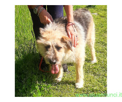 In regalo CANE METICCIO