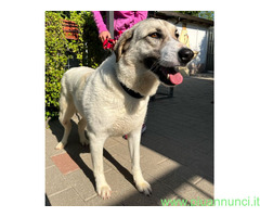 In regalo CANE METICCIO