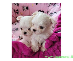 Maltese toy cuccioli