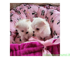Maltese toy cuccioli