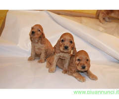Cocker Spaniel cuccioli