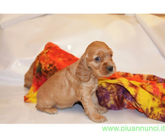 Cocker Spaniel cuccioli