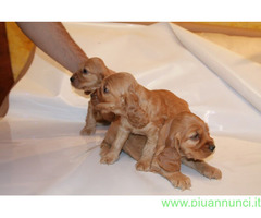 Cocker Spaniel cuccioli
