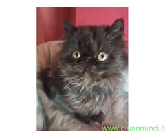 Gatto persiano