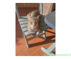 Gattina