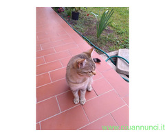 Gattina