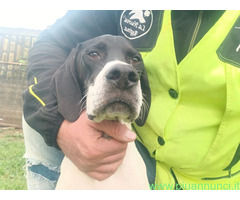Cucciolo pointer maschio 7 mes