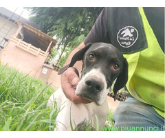 Cucciolo pointer maschio 7 mes