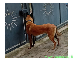 Pastore Belga Malinois