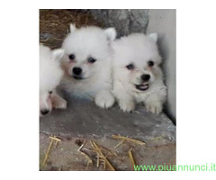 Spitz toy cuccioli
