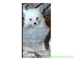 Spitz toy cuccioli