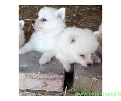 Spitz toy cuccioli