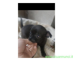 Chihuahua pelo raso