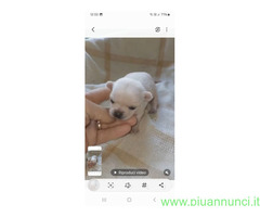 Chihuahua pelo raso