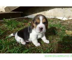 Beagle tricolore femminuccia
