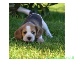 Beagle tricolore femminuccia