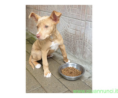 In regalo CANE METICCIO