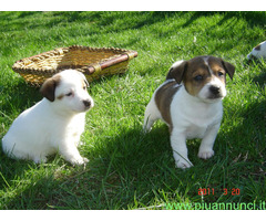 Jack Russell cuccioli