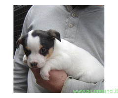 Jack Russell cuccioli
