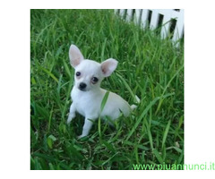 Chihuahua toy maschietto