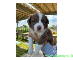 Cuccioli di border collie